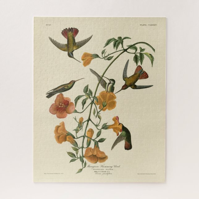 Quebra-cabeça Mango Hummingbird das Aves da América de Audubon (Vertical)