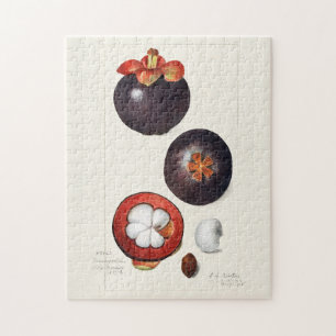 Quebra-cabeça Mangosteens (Garcinia Mangostana) Fruit Painting