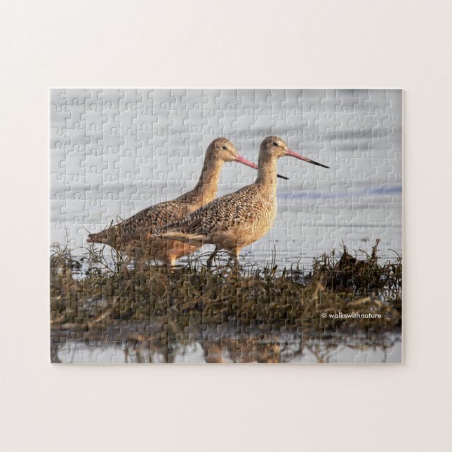 Quebra-cabeça Marbled Godwits Shorbird vagando pelo Blackie Spit (Horizontal)