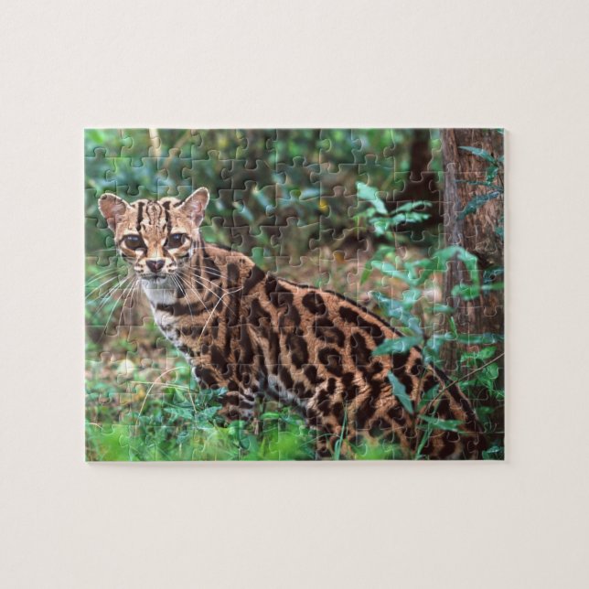 Quebra-cabeça Margay, Leopardus wiedi, Nativo do México até (Horizontal)