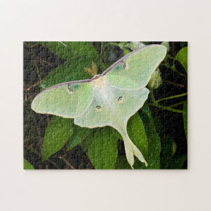 Quebra-cabeça Mariposa Luna em Clematite de Carnaby