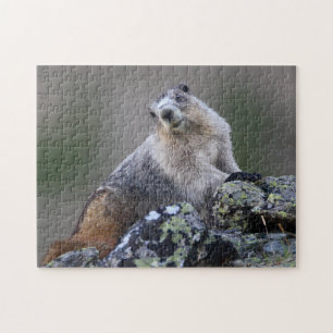 Quebra-cabeça Marmota