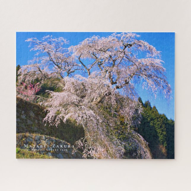 Quebra-cabeça Matabei-Zakura: Cerejeira Chorona (Horizontal)