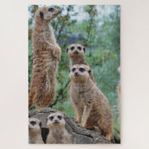 Quebra-cabeça Meerkat_003