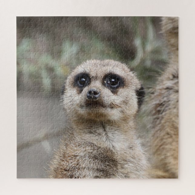 Quebra-cabeça Meerkat 082 (Vertical)
