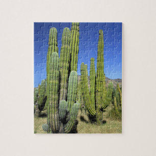 Quebra-cabeça México, Sonora, San Carlos. Saguaro & Organ Pipe
