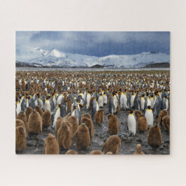 Quebra-cabeça Milhares de pinguins-rei na Ilha do Sul da Geórgia
