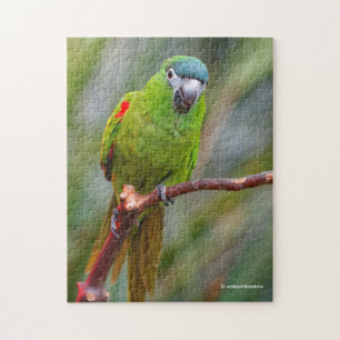 Quebra-cabeça Mini Macaw de Hahn / Macaw com Manteiga Vermelha