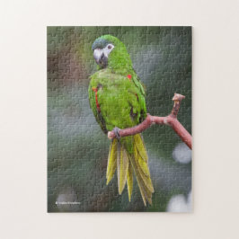 Quebra-cabeça Mini Macaw de Hahn / Macaw com Manteiga Vermelha