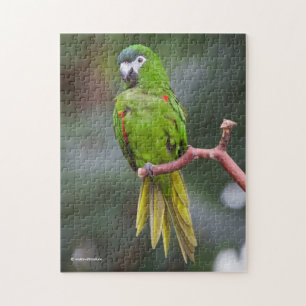 Quebra-cabeça Mini Macaw de Hahn / Macaw com Manteiga Vermelha