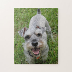 Quebra-cabeça Miniatura Schnauzer Sorrindo