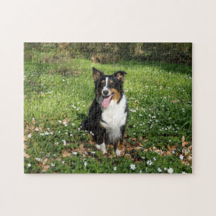 Quebra-cabeça Miniature American Shepherd Preto Tri Sentado