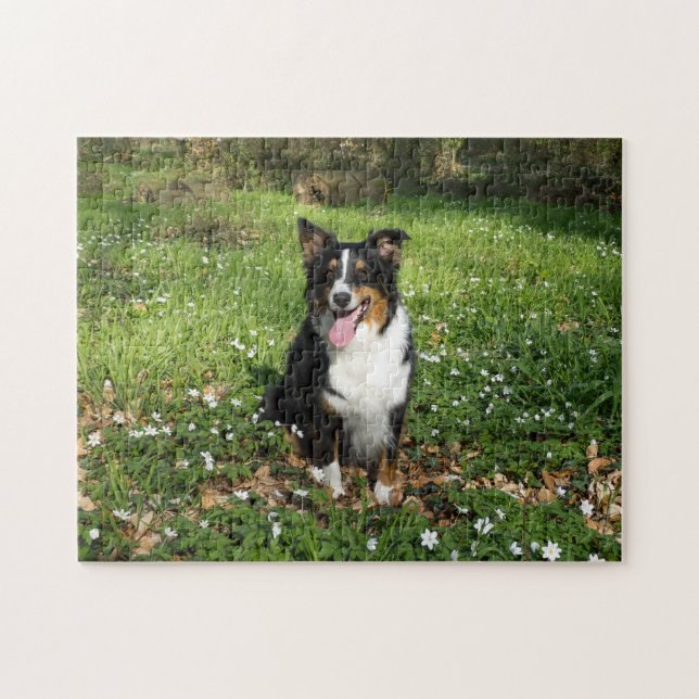 Quebra-cabeça Miniature American Shepherd Preto Tri Sentado (Horizontal)