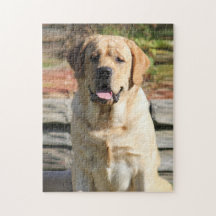 Modelo de Fotografia de Pet dog