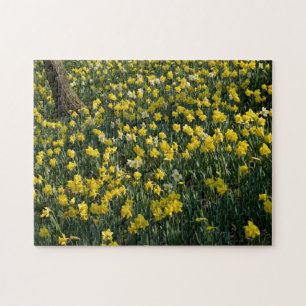 Quebra-cabeça Monte do Daffodil - flores amarelas e brancas