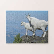 Mountain Goats White Willife Foto