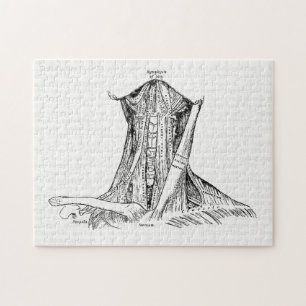 Quebra-cabeça Músculos velhos da ilustração da anatomia do