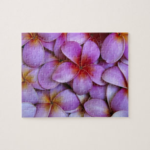 Quebra-cabeça N.A., EUA, Maui, Havaí. Flores de Plumeria rosa.