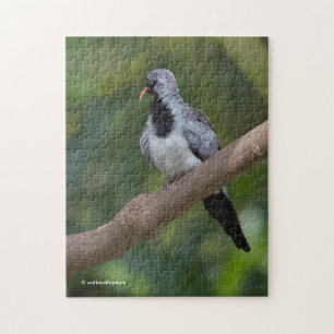 Quebra-cabeça Namaqua Pigeon / Pomba na árvore