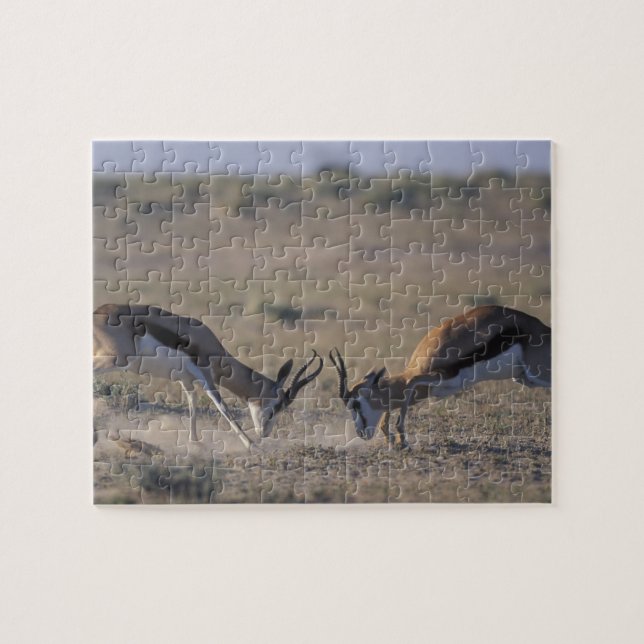 Quebra-cabeça Namíbia, Parque Nacional Etosha, Dois machos (Horizontal)