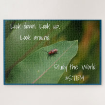 Natureza das folhas de insetos STEM