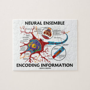 Quebra-cabeça Neurônio de Informações de Codificação do Conjunto