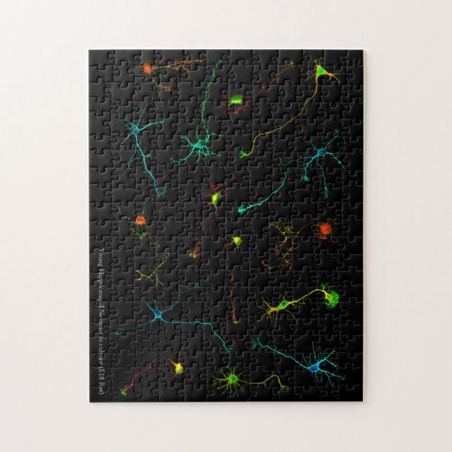 Quebra-cabeça NeuroStage3 (Vertical)