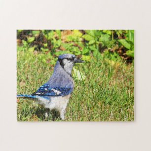 Quebra-cabeça Norte Blue Jay