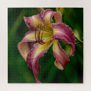 Quebra-cabeça Northwind Dancer Daylily