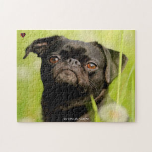 Quebra-cabeça Nossa Jigsaw Puzzle do Cão Griffon Animal de Estim
