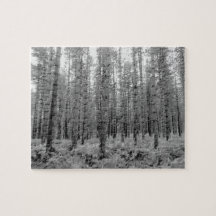 Nova Floresta, Hampshire Pine Tree Forest