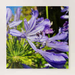 Quebra-cabeça Nova Zelândia Agapanthus Violet Flower Blooming