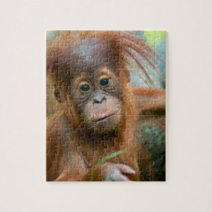 Quebra-cabeça O bebê bonito Orangutan está hetero à frente
