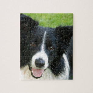 Quebra-cabeça O cão de border collie adiciona o animal de