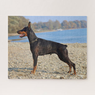 Quebra-cabeça O Doberman Pinscher, preto e tan, na costa