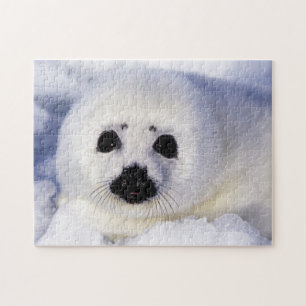 Quebra-cabeça O golfo de Ruas, o golfo de foca.