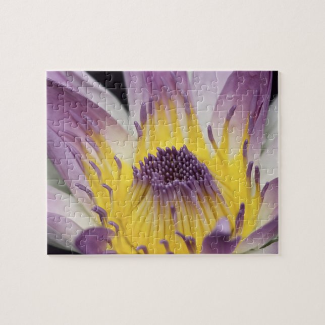 Quebra-cabeça Oceania, Fiji, Ninfoma Púrpura do Panamá Pacifica (Horizontal)