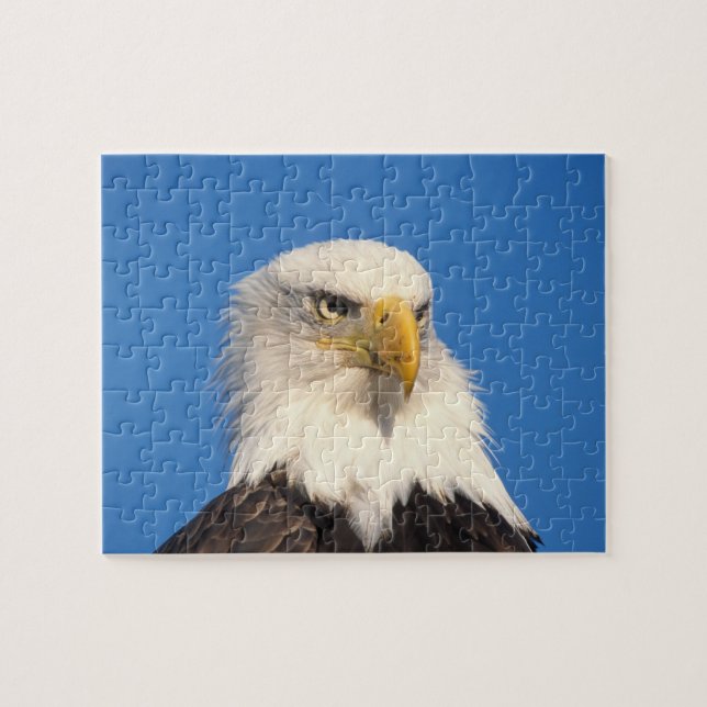 Quebra-cabeça Olhar de Águia Americana (Horizontal)