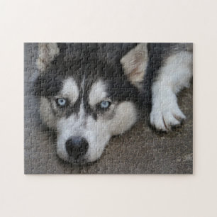 Quebra-cabeça Olhos Azuis do Huskey
