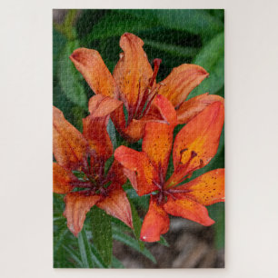 Quebra-cabeça Orange Daylily Canadian Flower Photoshop