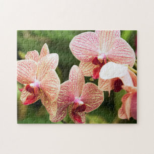 Quebra-cabeça Orange Orchid Hybrid, África do Sul