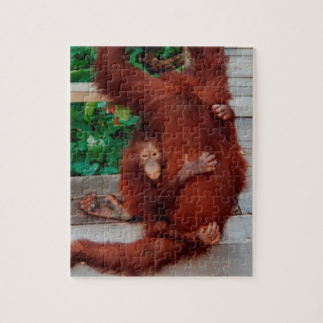 Quebra-cabeça Orangutanos (Vertical)