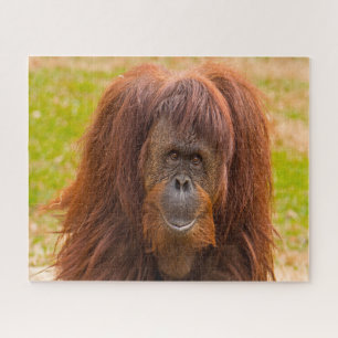 Quebra-cabeça Orangutanos.