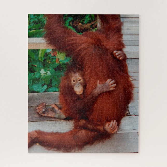 Quebra-cabeça Orangutanos 520 pc (Vertical)
