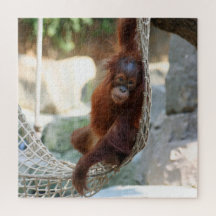 OranguUtan 2020-03-01