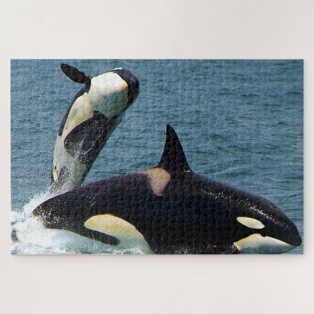 Quebra-cabeça Orca Jigsaws ou Baleias Assassinas (Horizontal)