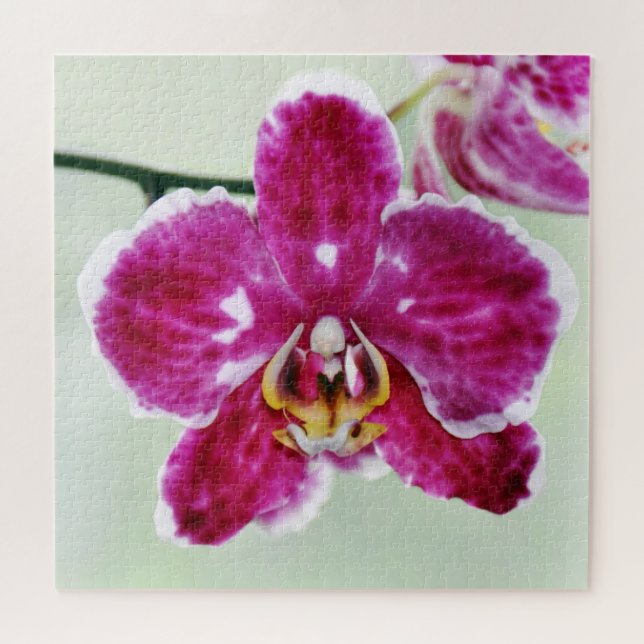 Quebra-cabeça Orquídea Rosa (Horizontal)