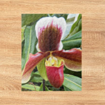 Orquídea vermelha do Slipper Floral