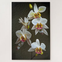 Orquídeas Dendroium