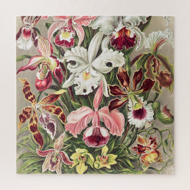 Quebra-cabeça Orquídeas, Orquídeas Denusblumen de Ernst Haeckel (Vertical)